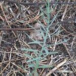 Linaria angustissima Blad