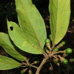 Ocotea leucoxylon Leaf