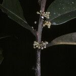 Micropholis guyanensis Плод