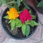 Celosia argenteaKukka