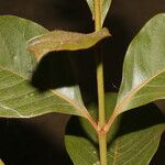 Byrsonima crassifolia Feuille