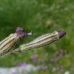 Silene ciliata Flor