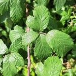 Rubus discolor برگ