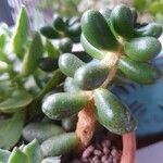 Sedum hernandezii List