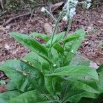 Andersonglossum virginianum Folha