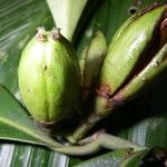 Clusia cylindrica Fruto
