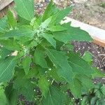 Chenopodium albumFuelha