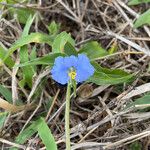 Commelina ensifolia 花