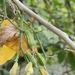 Pterostyrax corymbosus Plod