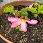 Begonia grandis Blomst