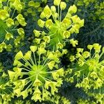 Euphorbia × martini Kvet
