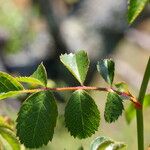 Rosa × nitidula Leaf