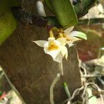 Calyptrochilum christyanum Flower