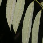 Mabea montana Leaf