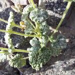Nepeta floccosa Hoja