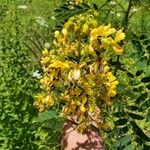 Senna hebecarpa Flower