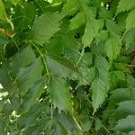 Campsis radicans Leaf