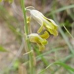 Dipcadi susianum Flower