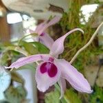 Dendrobium anosmum Кветка