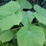 Abutilon theophrasti Blad