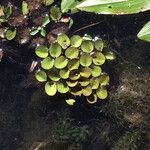 Salvinia minima Celota