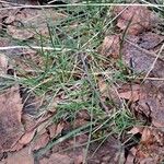 Festuca heterophylla Hoja