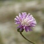 Lactuca graminifolia 花