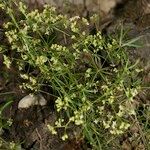 Galium obliquum عادت