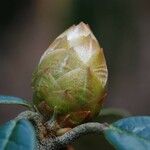 Rhododendron delavayi Diğer