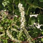 Anredera cordifolia Blodyn
