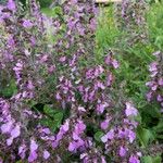 Teucrium chamaedrysКветка