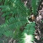 Polystichum aculeatum Habitus