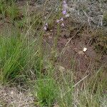 Lobelia urens Habitatea