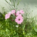 Gypsophila vaccaria ᱵᱟᱦᱟ