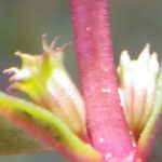 Lythrum borysthenicum Flower
