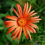 Gerbera jamesonii Flower
