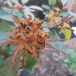 Rhododendron apoanum Plod