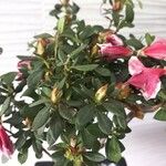 Rhododendron indicum Frunză