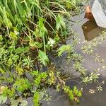 Sagittaria latifoliaFloare