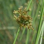 Juncus effusus Lubje