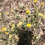 Calendula tripterocarpa Flor