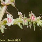 Salsola australis Fruchs