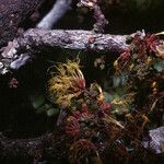 Zygia racemosa Flower