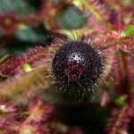 Miconia longicoma Fruct