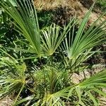 Trachycarpus oreophilus Hábito