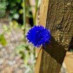 Centaurea cyanusBlomma