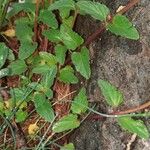 Scutellaria alpina Blatt