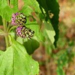 Lantana trifolia Fruit