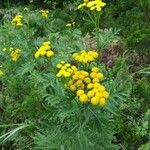 Tanacetum vulgareफूल