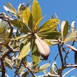 Kielmeyera coriacea Fruit